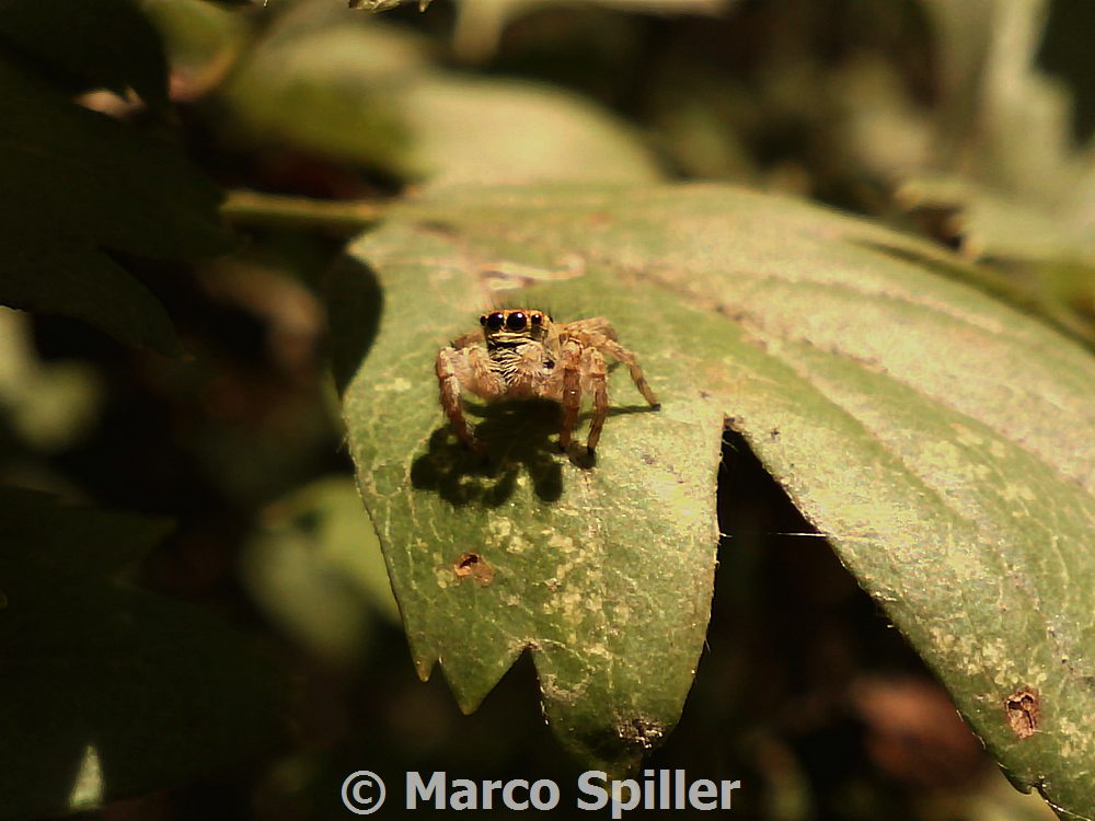 Carrhotus xanthogramma